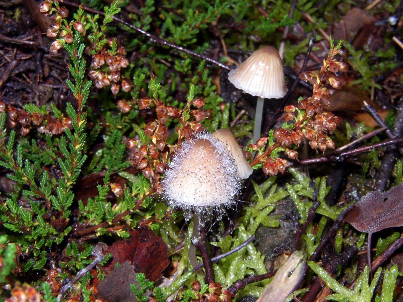 Champignons Le Mesle 11